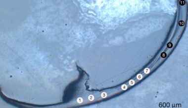 Bristle Worm Jaw Sample