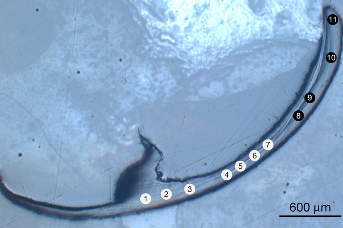 Bristle Worm Jaw Sample