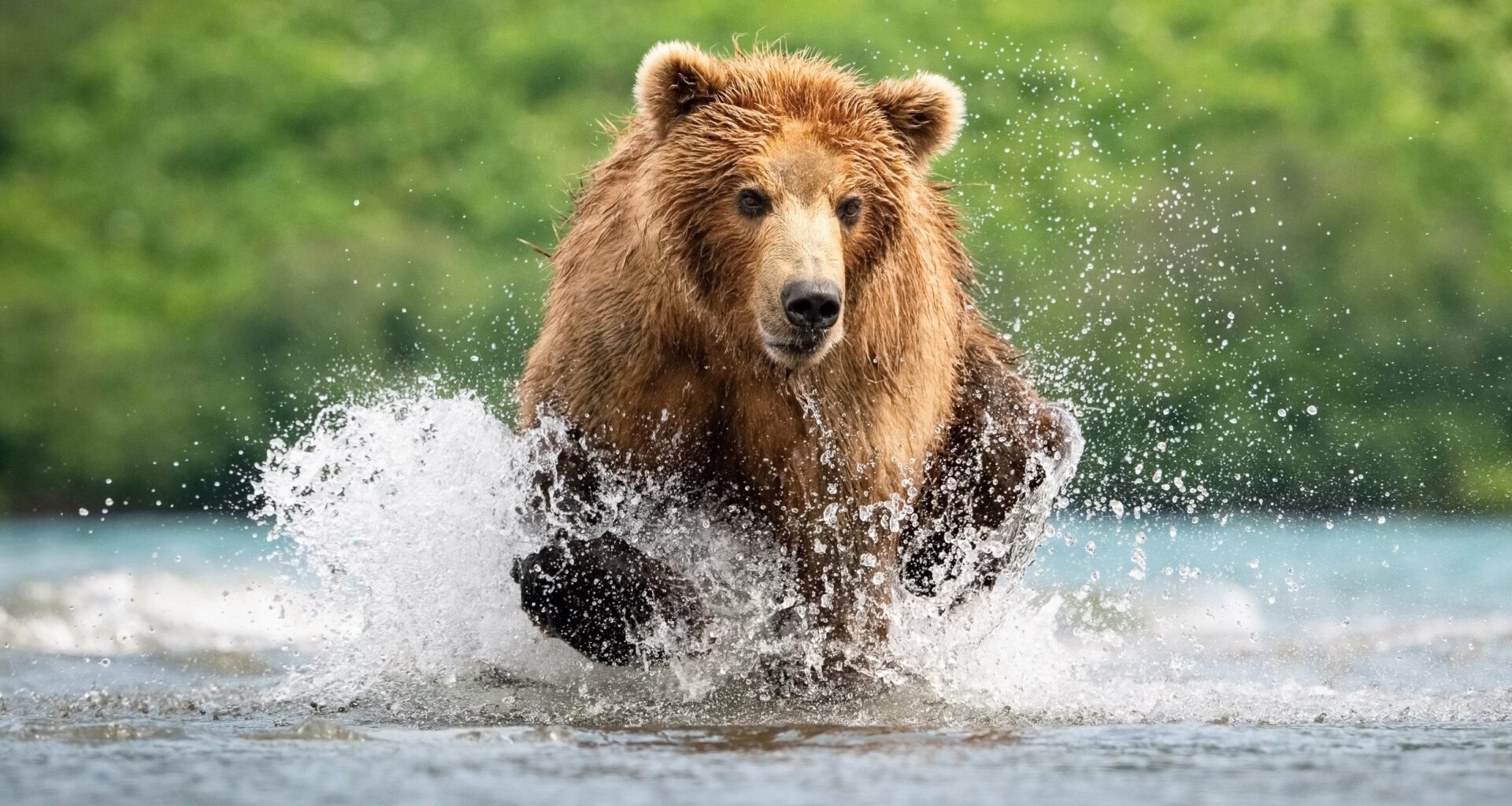 Brown bears survived the Ice Age by repeatedly changing their jaws