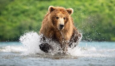Brown bears survived the Ice Age by repeatedly changing their jaws