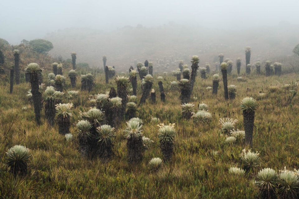 Buena Nota Colombia, Bikepacking Colombia