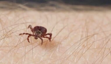 How a tick-borne disease nearly killed a Canadian man - CTV News