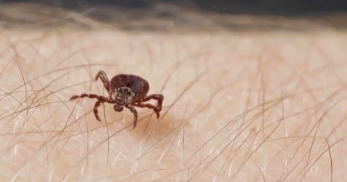 How a tick-borne disease nearly killed a Canadian man - CTV News
