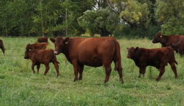 Ottawa proposes easing cattle feed rules to align with U.S.