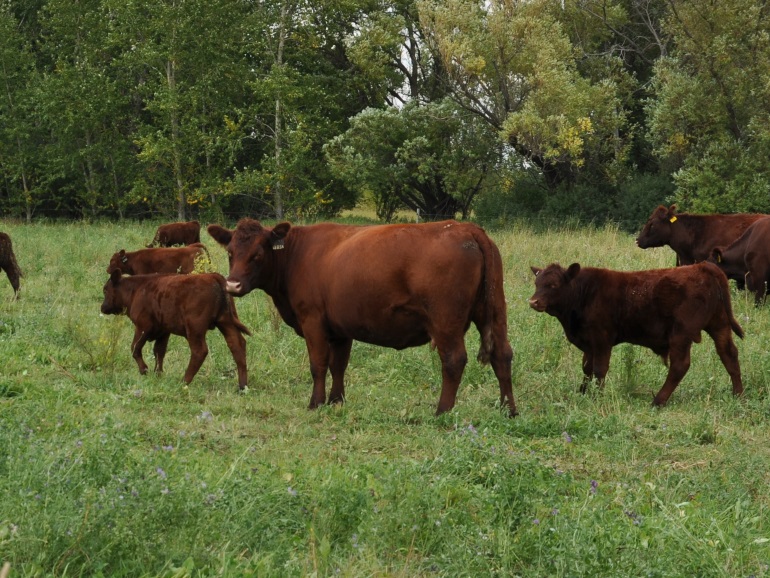Ottawa proposes easing cattle feed rules to align with U.S.