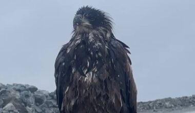 Toronto Zoo welcomes rescued bald eagle Takoda