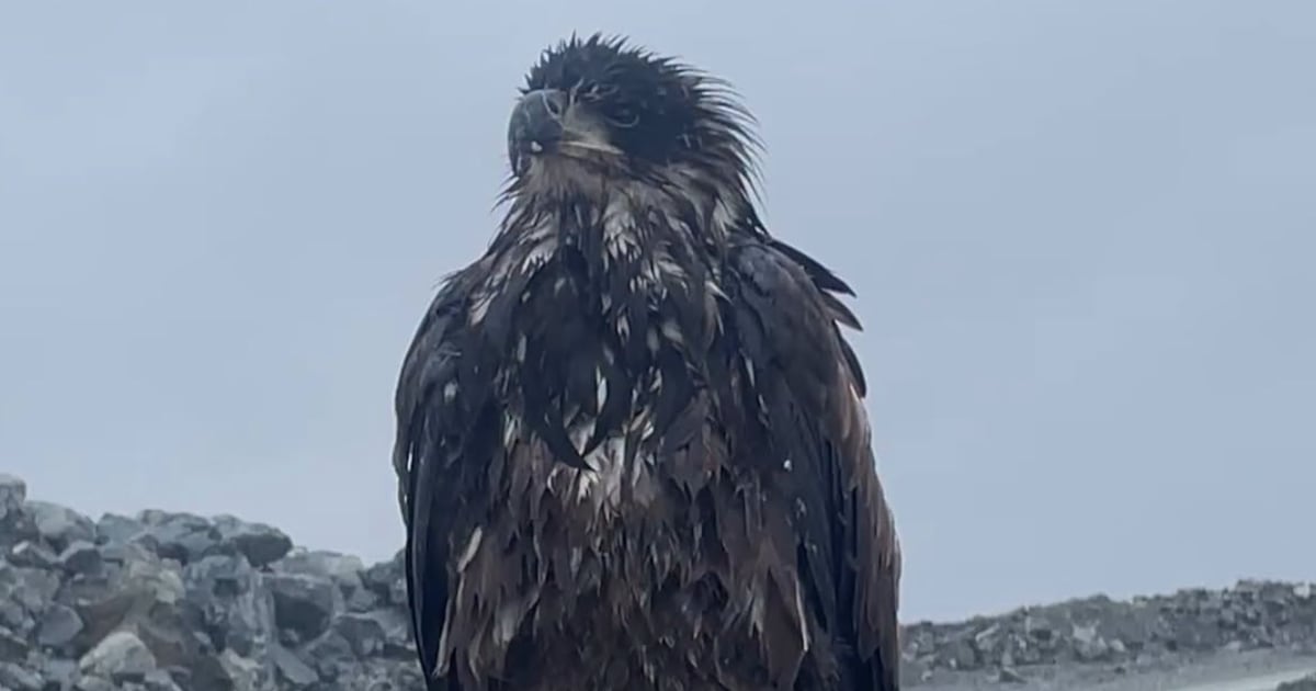 Toronto Zoo welcomes rescued bald eagle Takoda