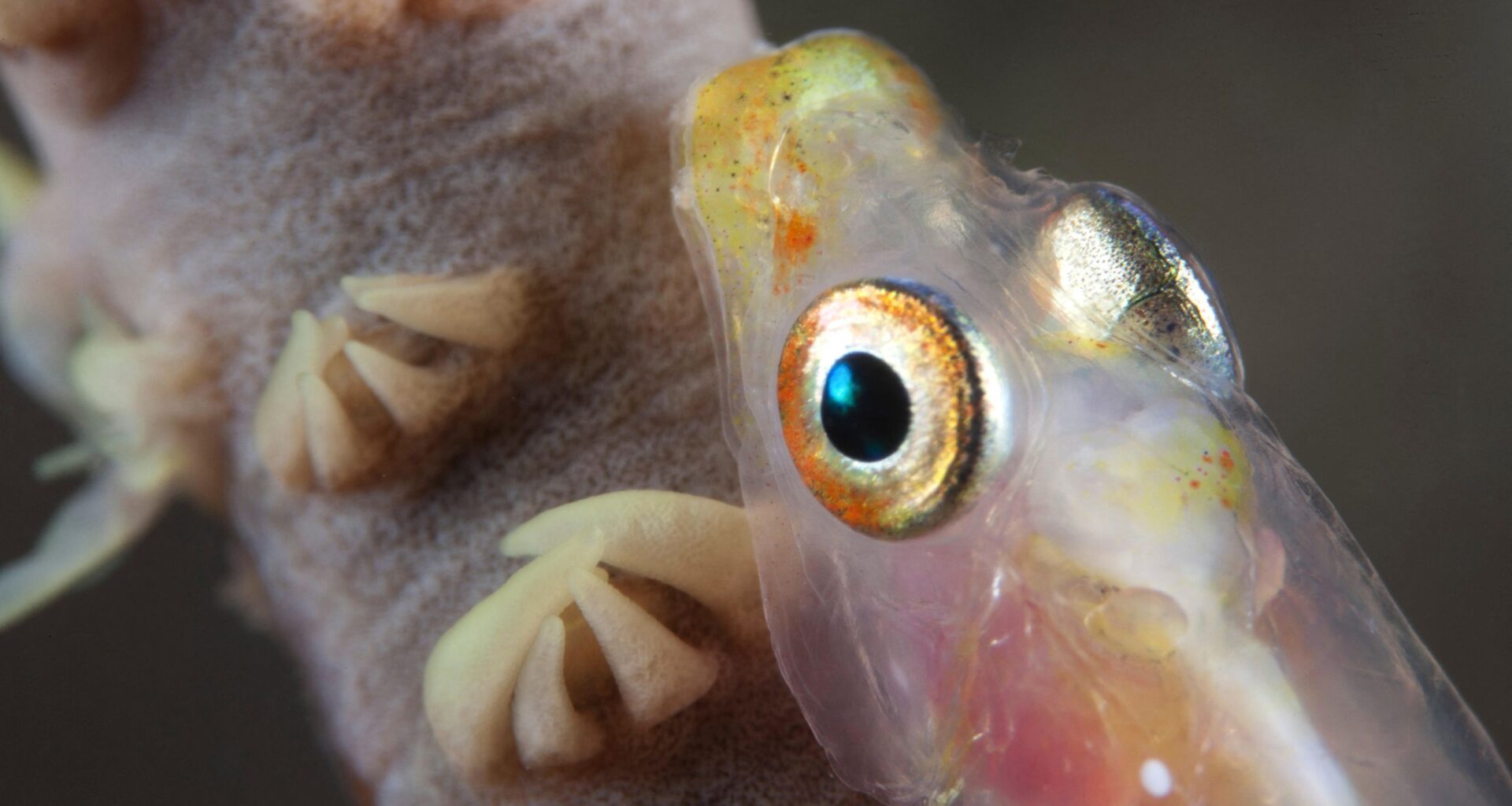 "This discovery shows why exploration still matters" – Scientists film alien-esque spookfish in the wild for the first time ever