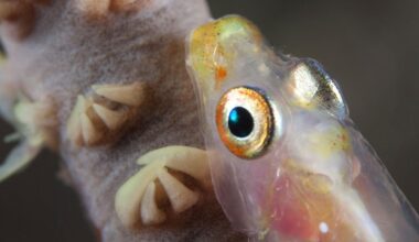 "This discovery shows why exploration still matters" – Scientists film alien-esque spookfish in the wild for the first time ever
