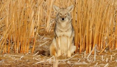 Whitby continues to tackle coyote safety with upcoming special council meeting