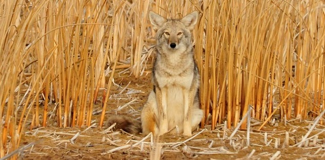 Whitby continues to tackle coyote safety with upcoming special council meeting