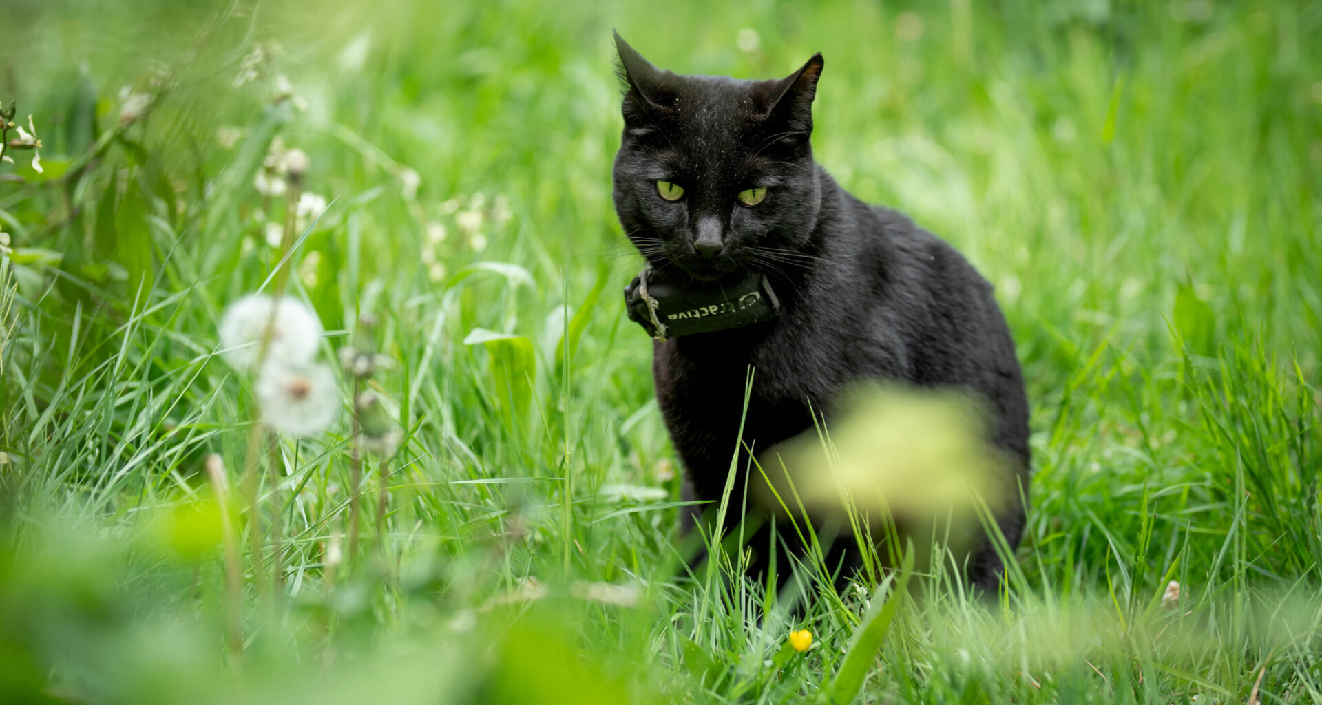 Three people receive rabies treatment after bites from infected stray cat in Quebec