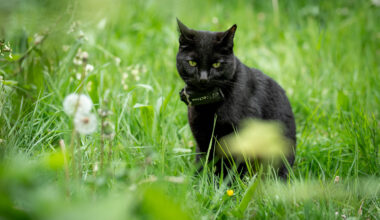 Three people receive rabies treatment after bites from infected stray cat in Quebec