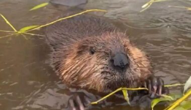 LETTER: Beaver dams and salmon in Vernon Creek