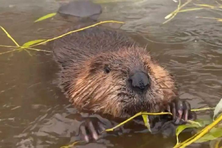 LETTER: Beaver dams and salmon in Vernon Creek