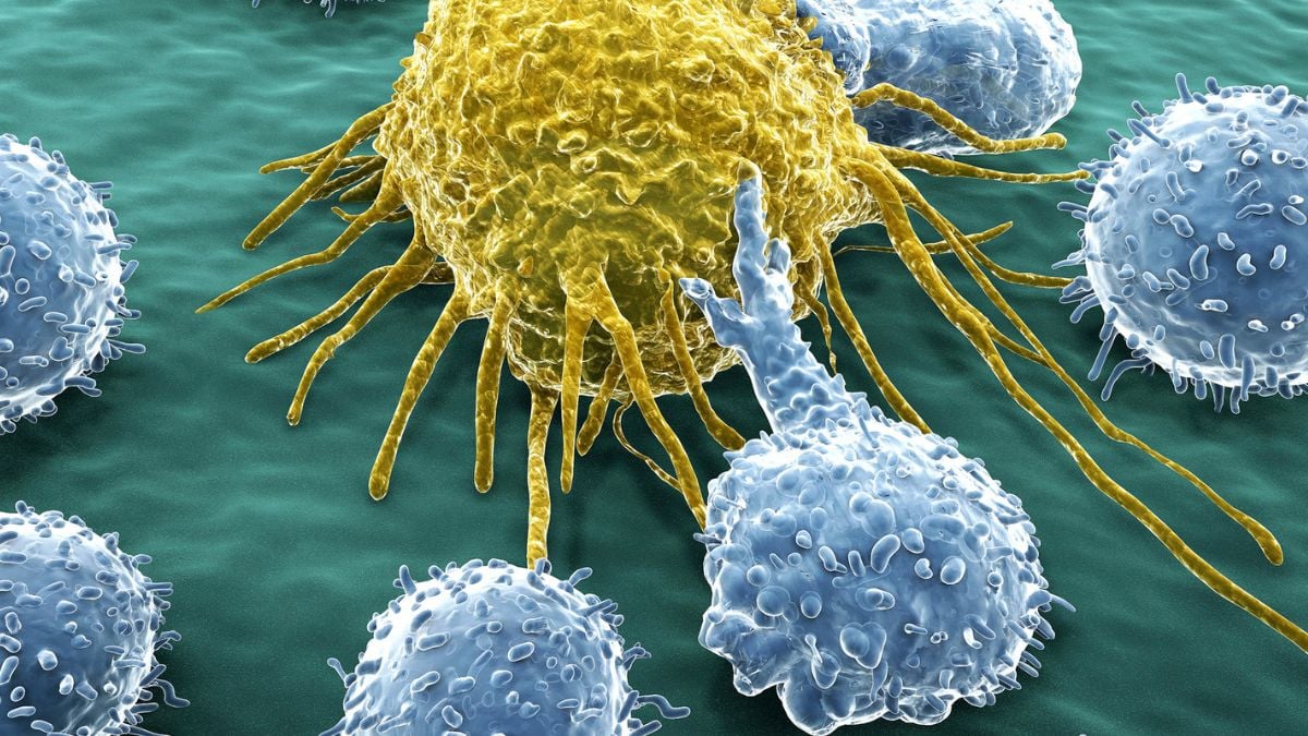 Scientists Just Unlocked an Endless Army of Cancer-Fighting Cells : ScienceAlert
