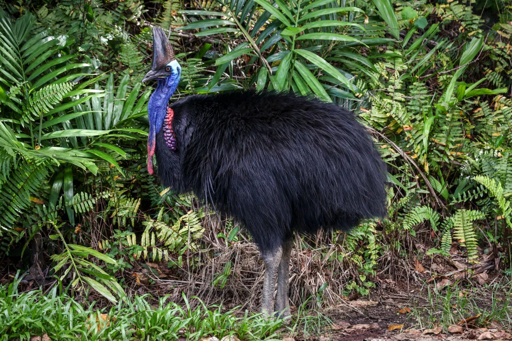 The cassowary pictured in Cairns, Australia