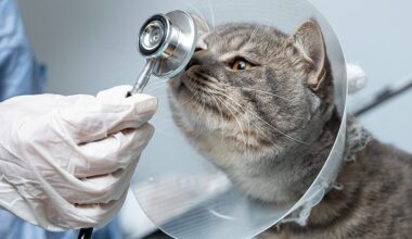 Animal shelter gets $50K donation in will of late Brampton resident