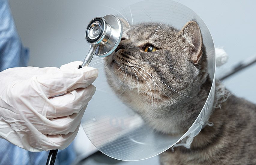 Animal shelter gets $50K donation in will of late Brampton resident