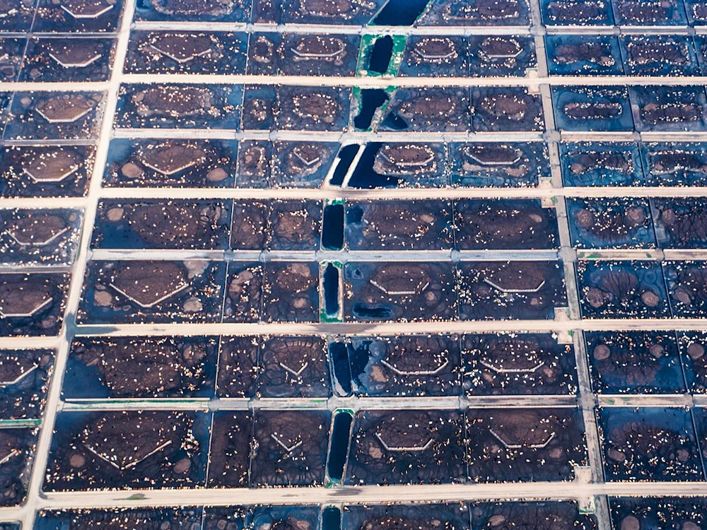 An aerial photo shows a giant cattle feedlot in a checkerboard pattern.