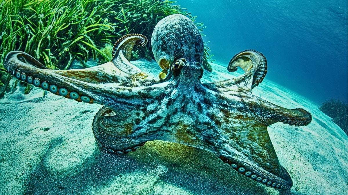 Octopus Brains Defy a Long-Held Rule About Why Animals Evolve Intelligence : ScienceAlert