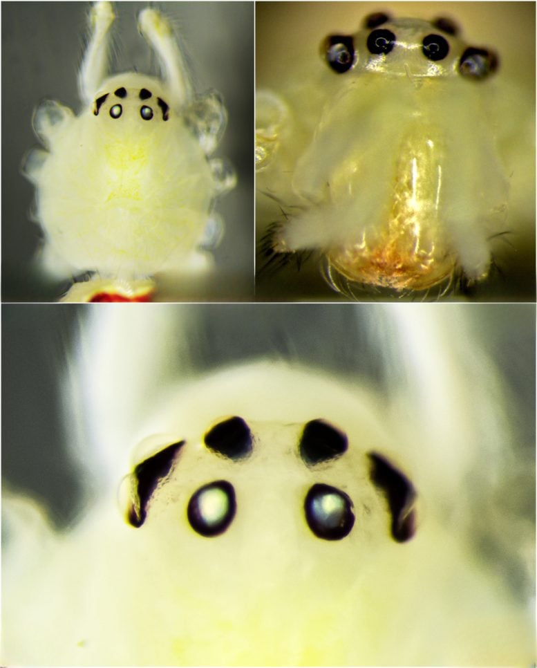 Cephalothorax of Female Holotype of T. himalayana sp. nov.