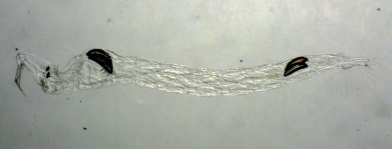 Chaoborus edulis Larva Under Microscope