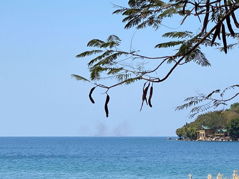 Chaoborus edulis Larval Swarm Over Lake Malawi