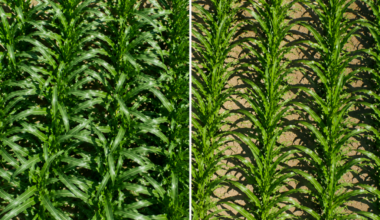 Side-by-side overhead comparison of corn plants with off-row and on-row leaf orientations used in AI corn breeding research.