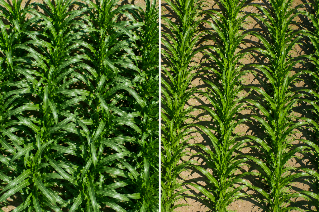 Side-by-side overhead comparison of corn plants with off-row and on-row leaf orientations used in AI corn breeding research.
