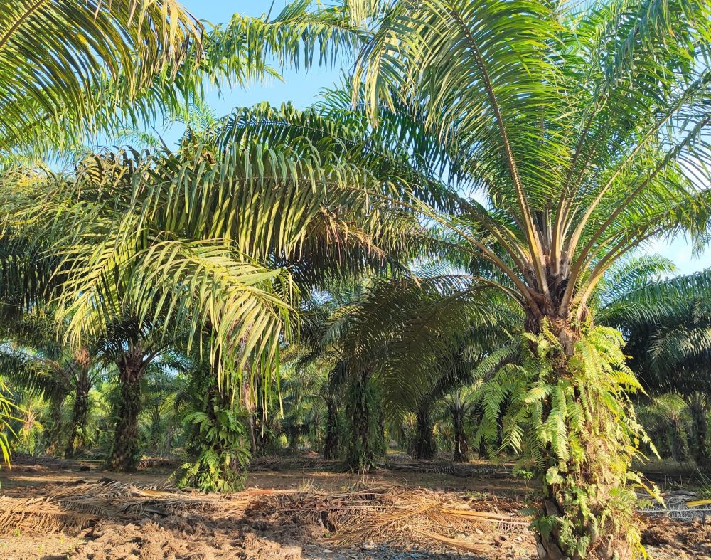 China's massive demand for palm oil could reshape the industry