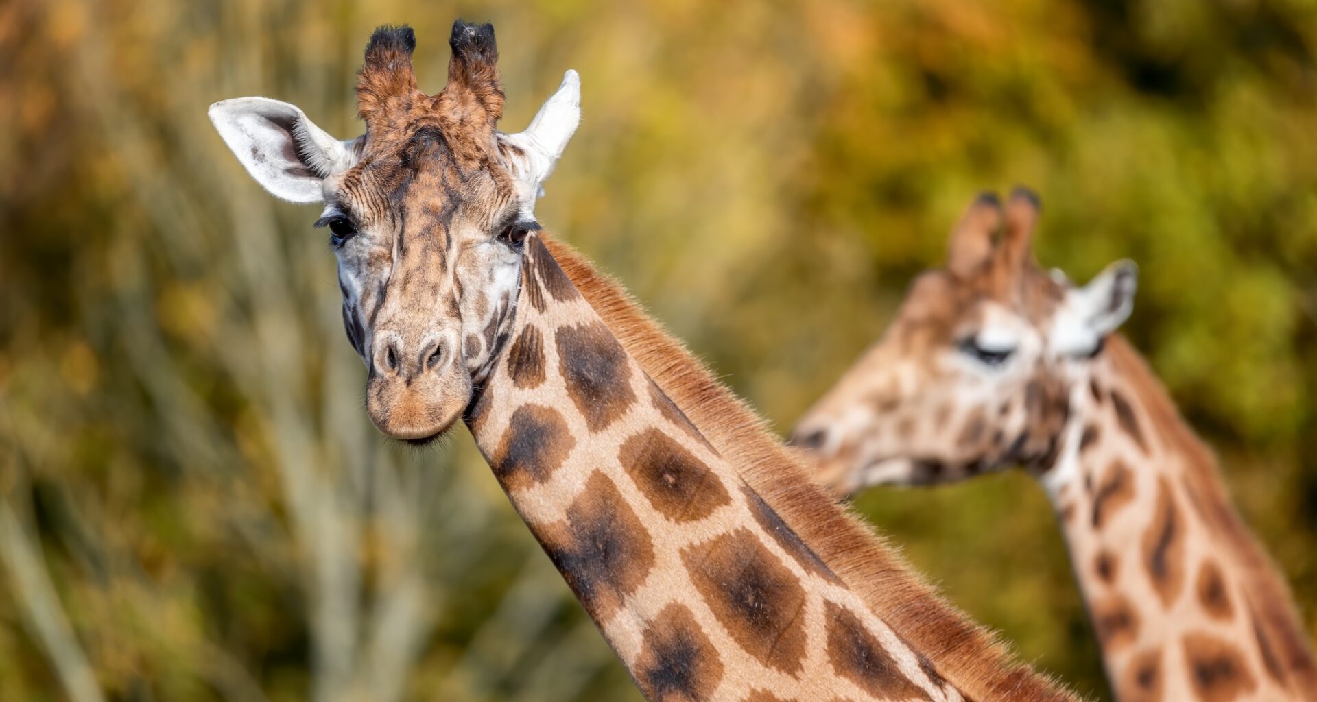 Giraffes can solve simple addition problems, study finds