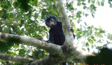 Colobus congoensis