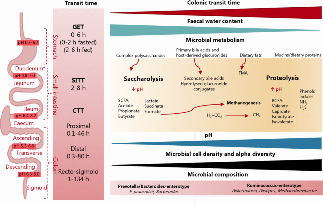 A graphic depicting how diet affects gut transit