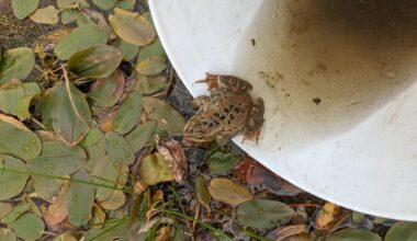 Photographed from above, a Columbia spotted frog crouches on the edge of a white bucket. is pictured, with leaves on the ground, and leaving a bucket.