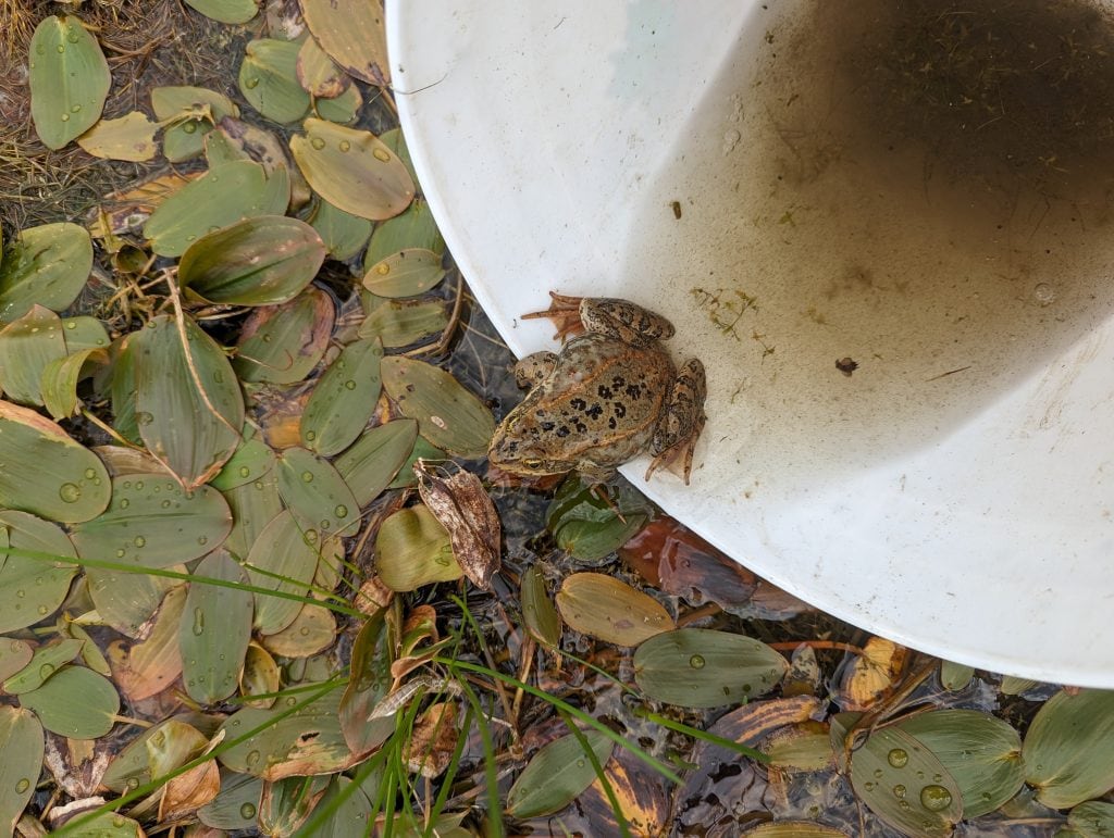 Photographed from above, a Columbia spotted frog crouches on the edge of a white bucket. is pictured, with leaves on the ground, and leaving a bucket.