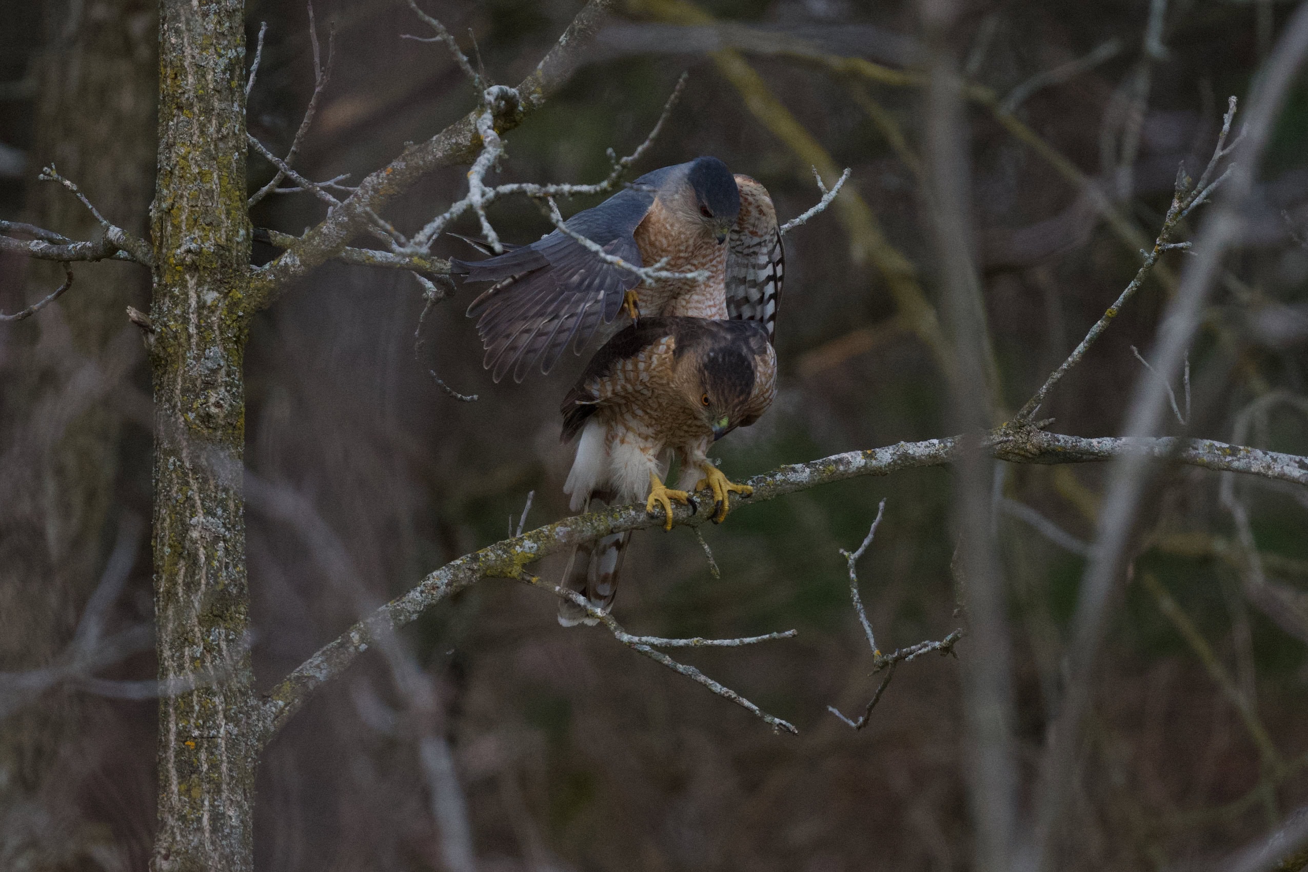 Two Cooper's hawks mate on a tree branch.