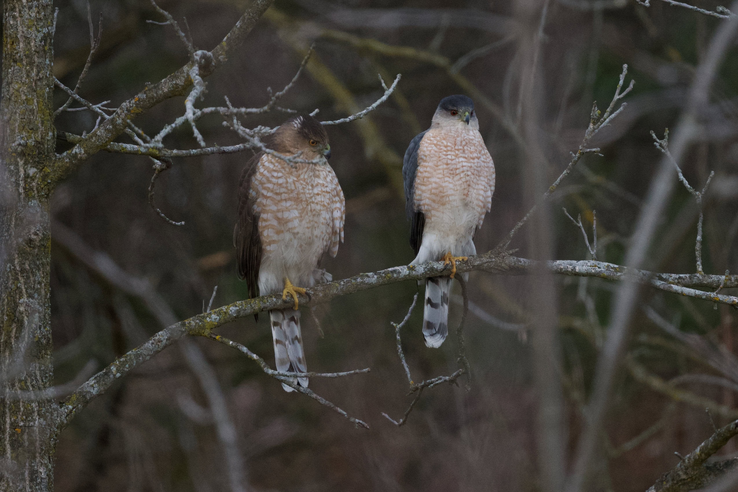 Two Cooper's hawks site side by side on a tree branch.