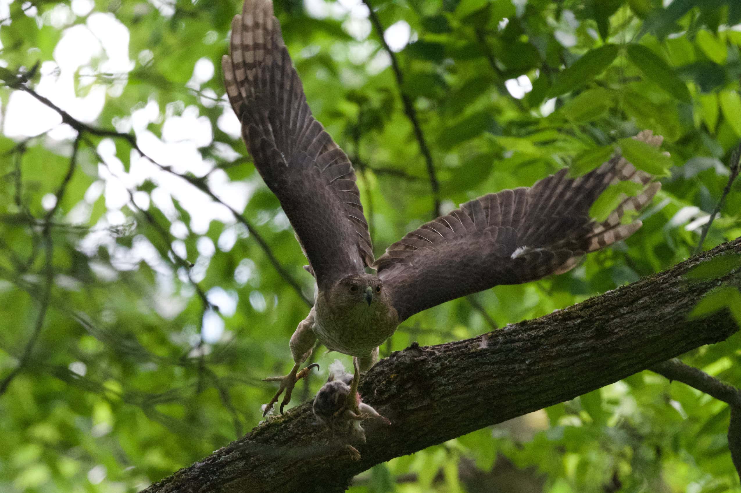 A Cooper's hawk spreads its wings and flies with a small animal clutched in its talons.