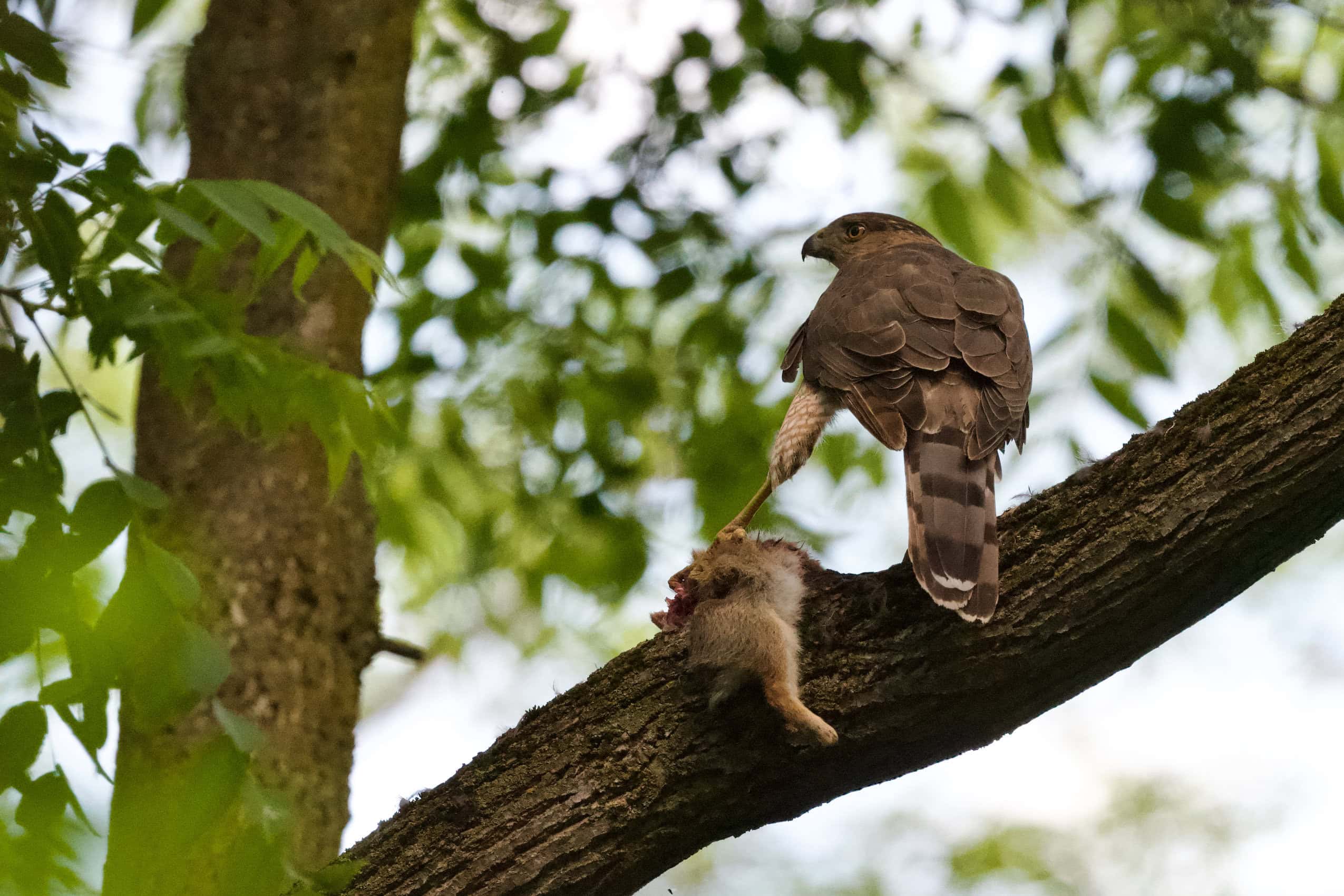 A Cooper's hawk on a tree branch clutches a small animal as prey in its talons.