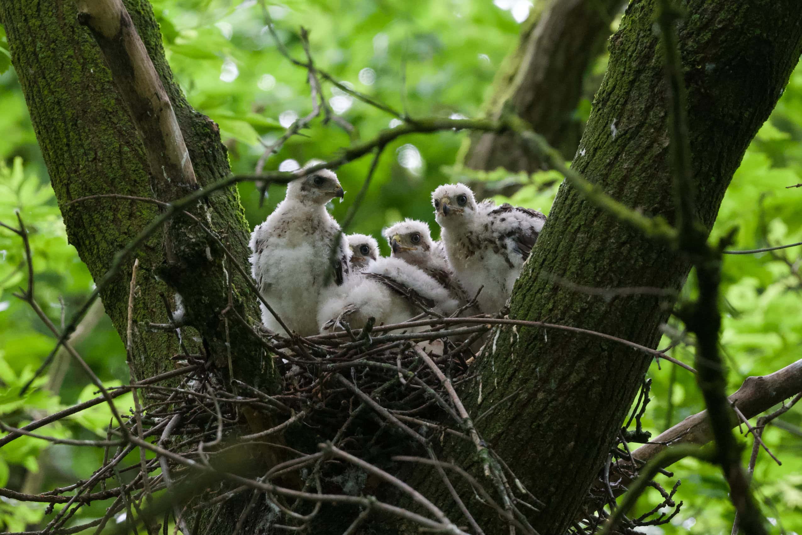 Four young Cooper's hawks, white and fluffy, poke their heads out of a nest.