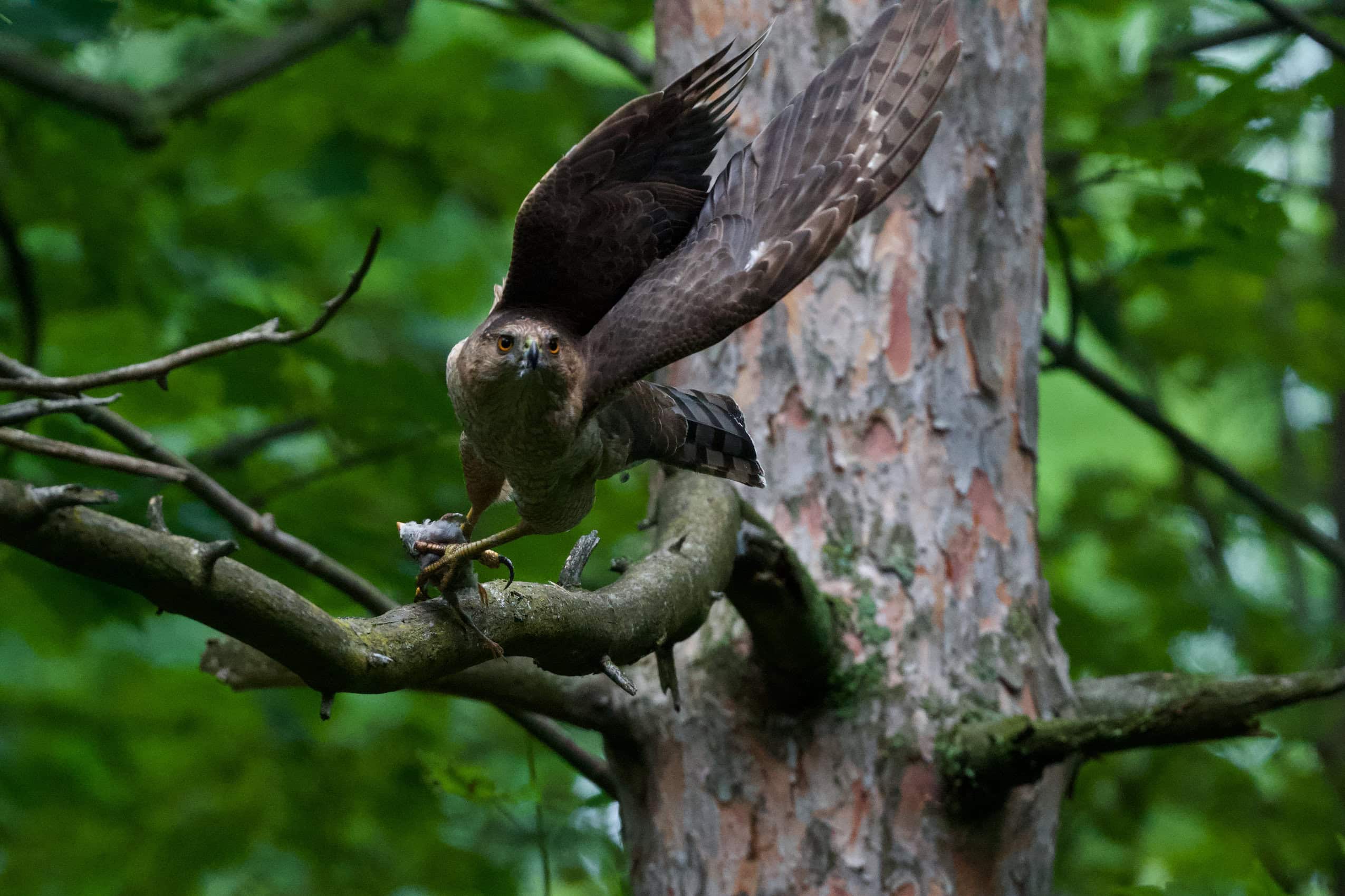 A Cooper's hawk flies with a small animal as prey clutched in its talons.
