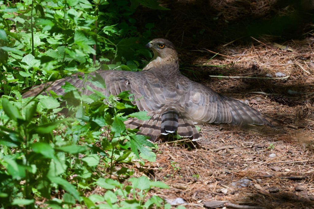 A female Cooper's hawk spreads her wings to hide her chicks from view.