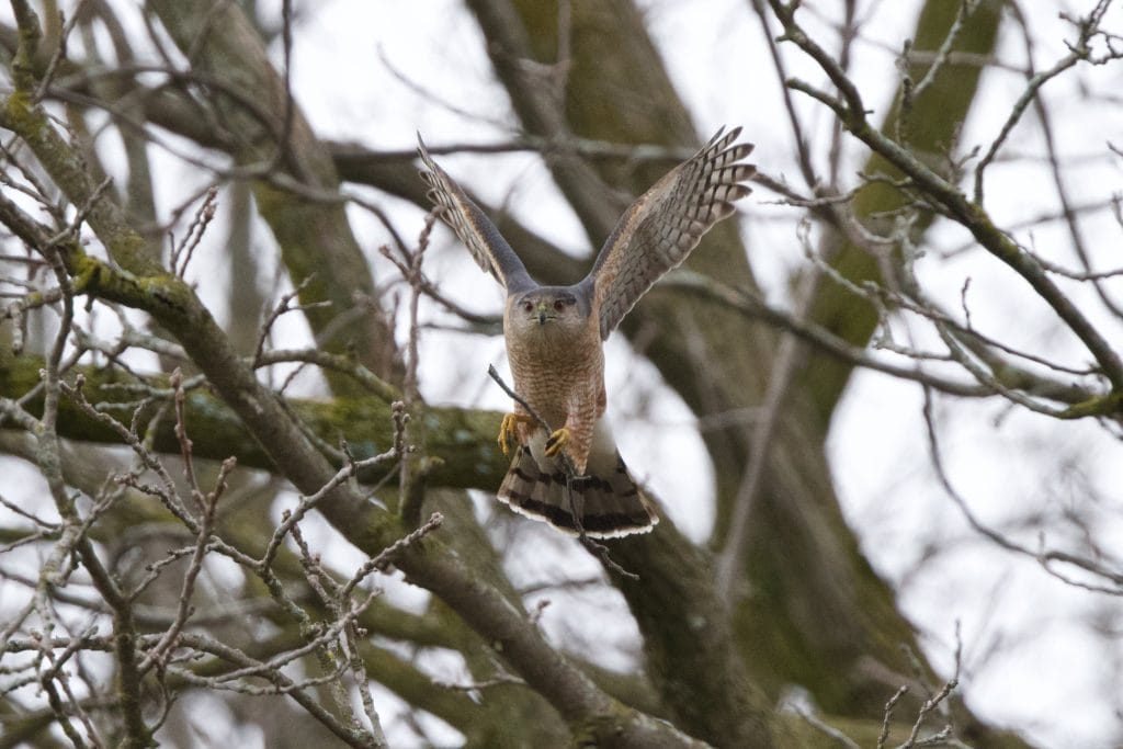 A Cooper's hawk flies through the air with a twig clutched in its talons.