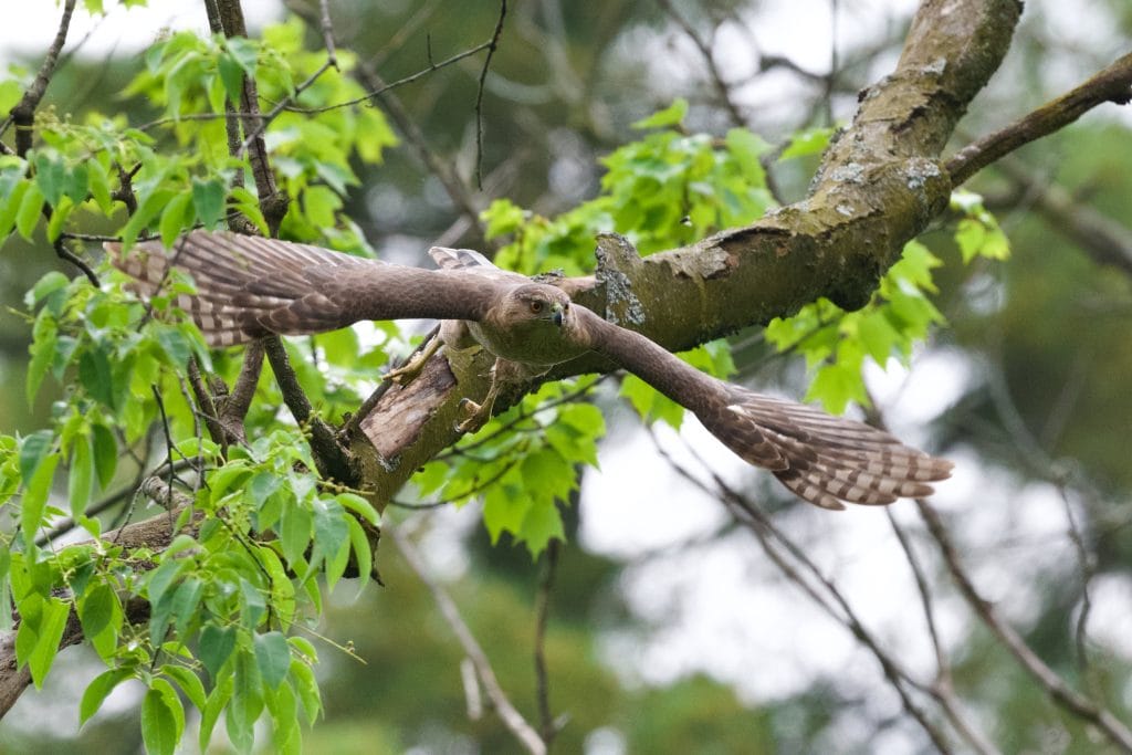 A Cooper's hawk flies through the air with its wings stretched wide.