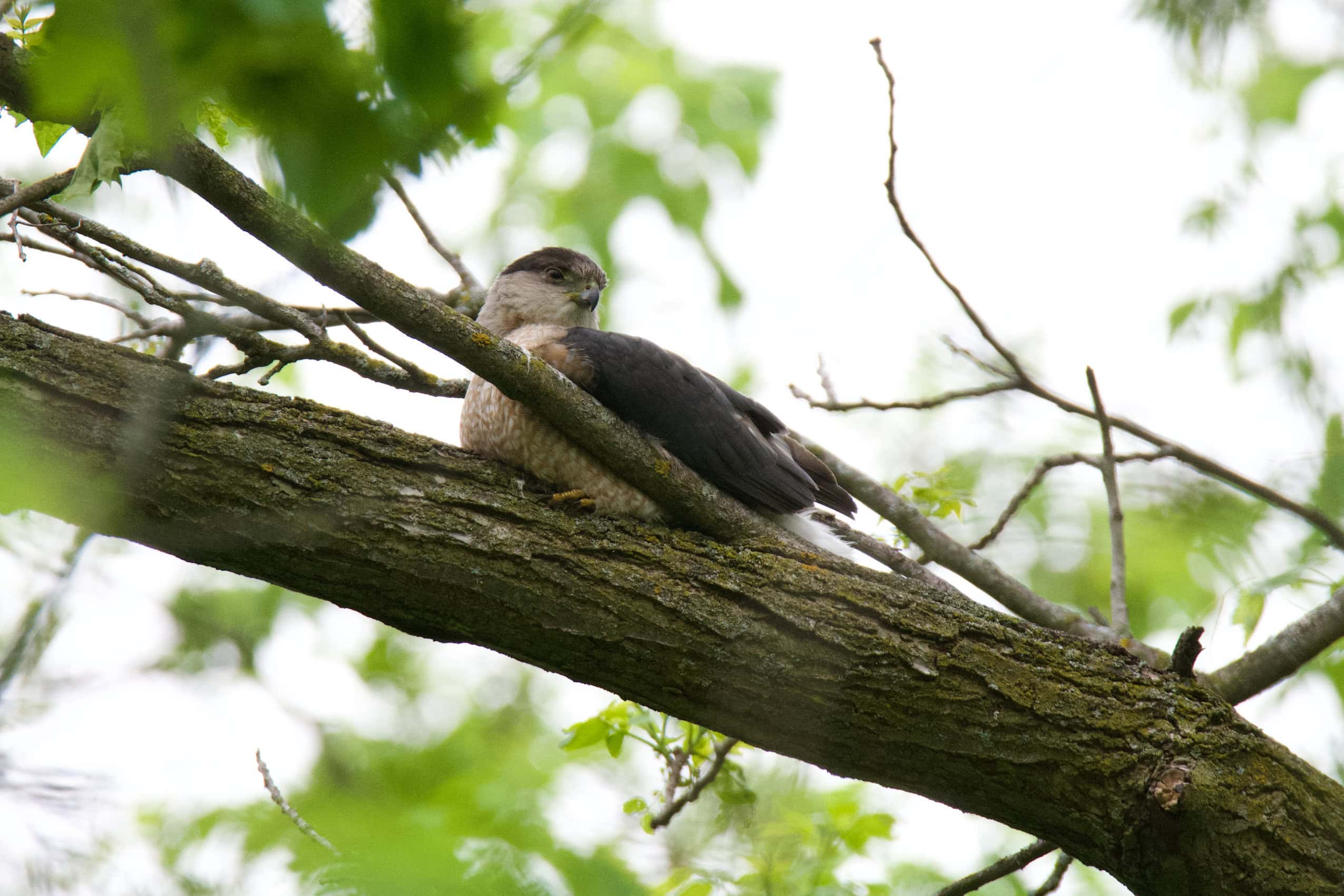 A Cooper's hawk sits atop a tree branch.