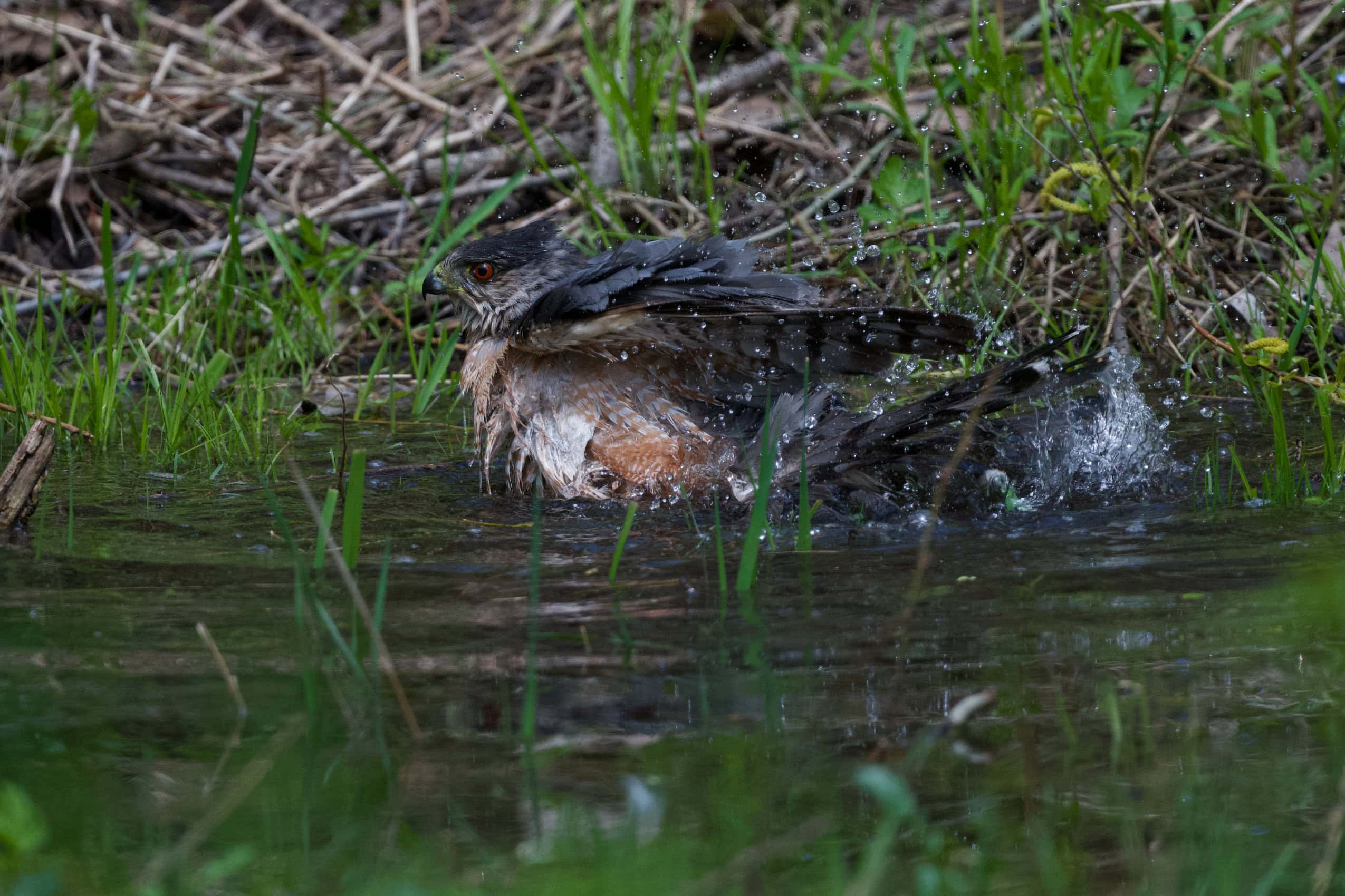 A Cooper's hawk bathes in a puddle, splashing little droplets of water through the air.