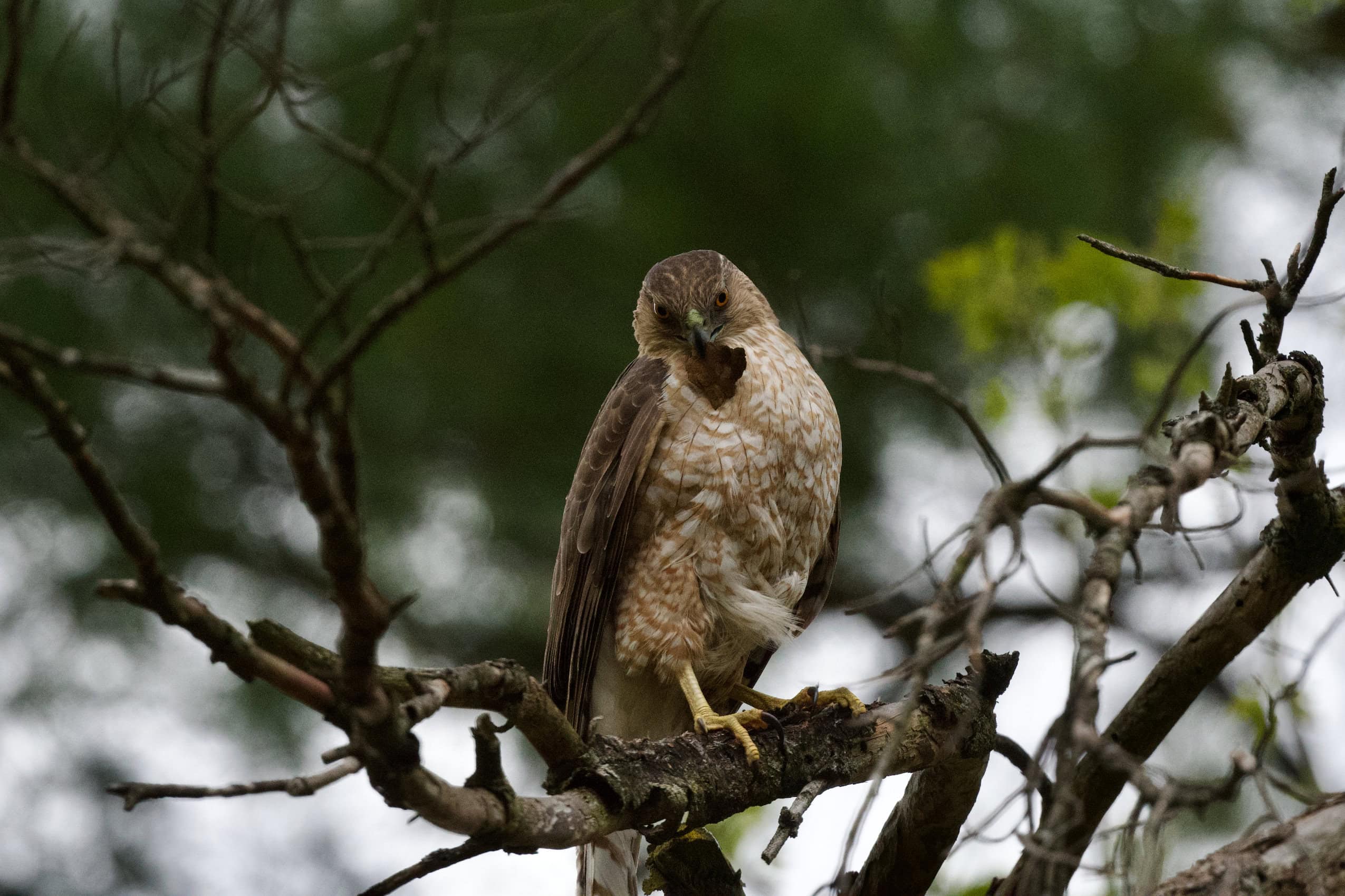 A Cooper's hawk sits on a tree branch.