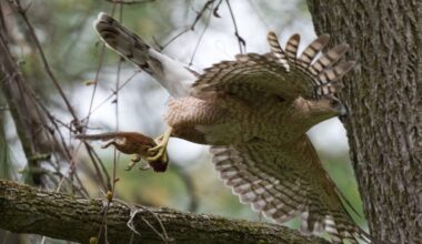 A Cooper's hawk flies through the air with a chipmunk clutched in its talons.