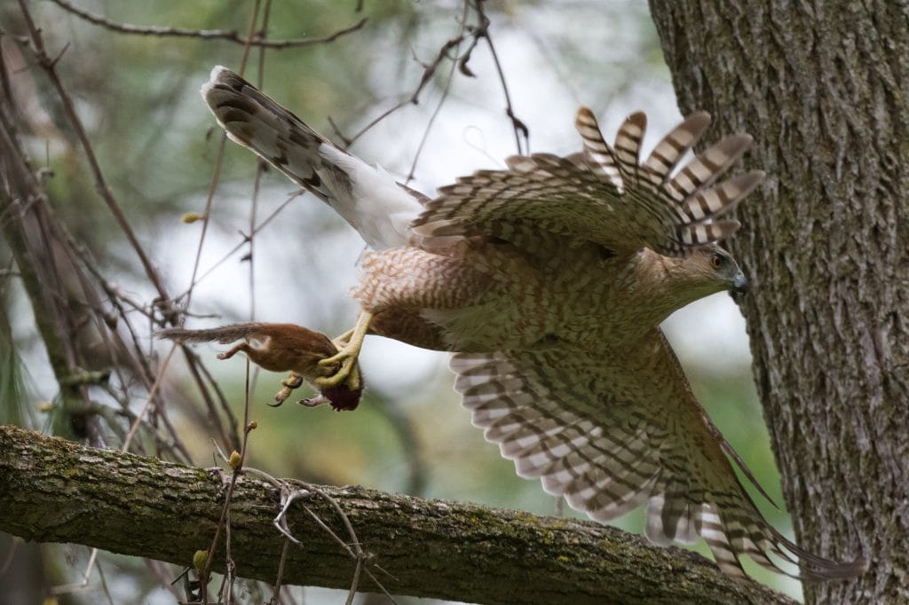 A Cooper's hawk flies through the air with a chipmunk clutched in its talons.